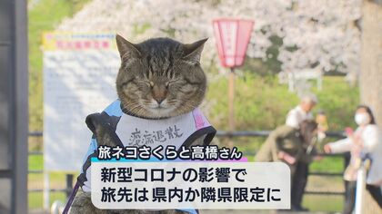 ネコ好き必見 桜満開の公園に突如現れた“アイドルネコ”…その正体は