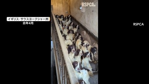 階段を埋め尽くすほどの犬　住宅に80匹超の犬と猫放置　適切な世話を怠った男に有罪判決　ほとんどが新しい飼い主のもとへ　イギリス