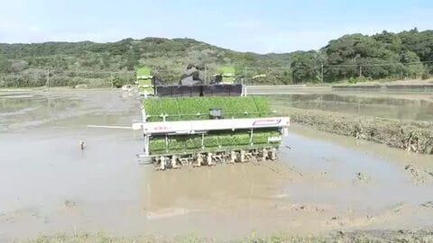 「令和の米騒動」からの増産　南種子・超早場米、作付拡大で95トン見込み　7月収穫へ始動