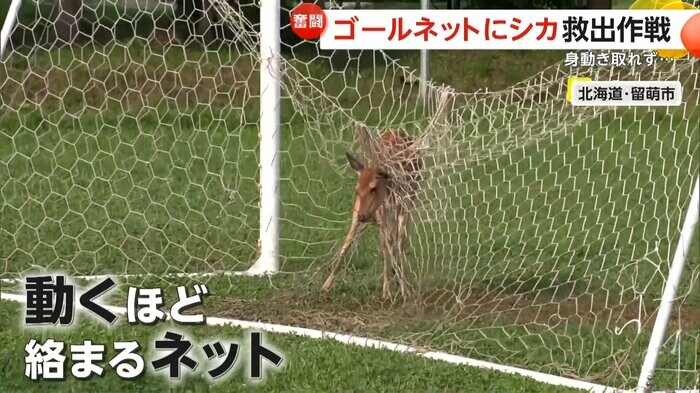 ゴールネットにからまったシカ