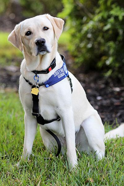 全米初、病院で働くコロナ探知犬バフィ(2)