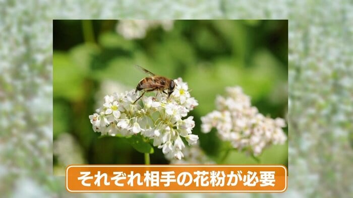 受粉を促すための強い香り