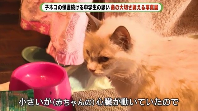 衰弱がひどかった母ネコのモモ