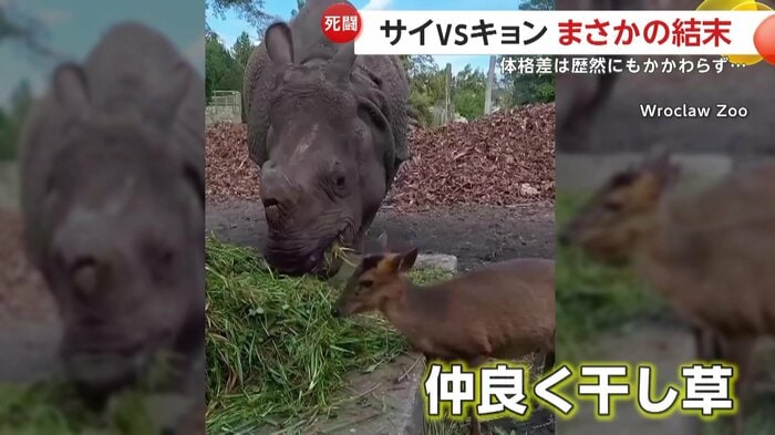 何事もなかったように一緒に干し草を食べる2匹