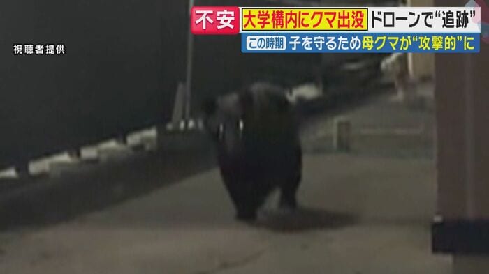 盛岡市で撮影されたクマ(関西テレビ「旬感LIVE とれたてっ!」より)