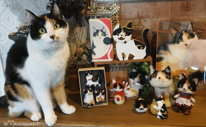 たくさんの三毛猫グッズとミカサちゃん