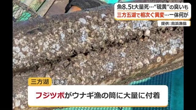 ウナギ漁の筒に海に生息するはずのフジツボが大量に付着