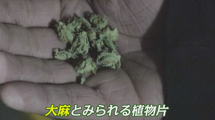 大麻とみられる乾燥した植物片