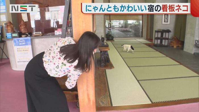 チョコちゃんとかくれんぼ