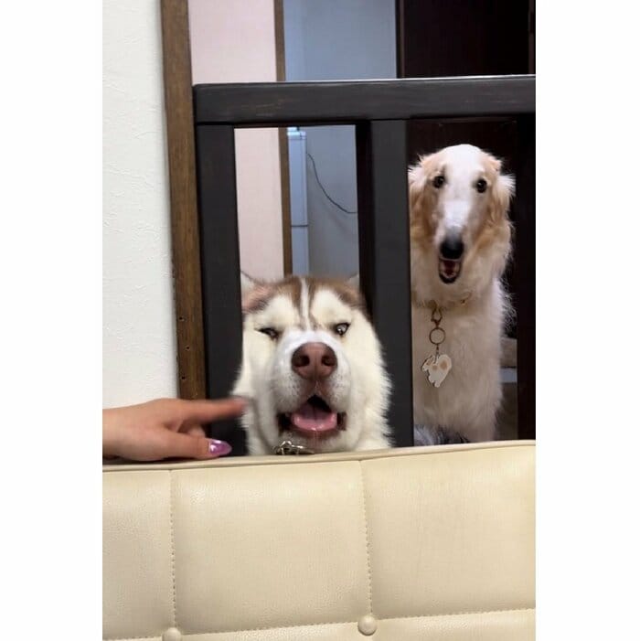 ゲートの間で顔がギュムッとなっているイチくん