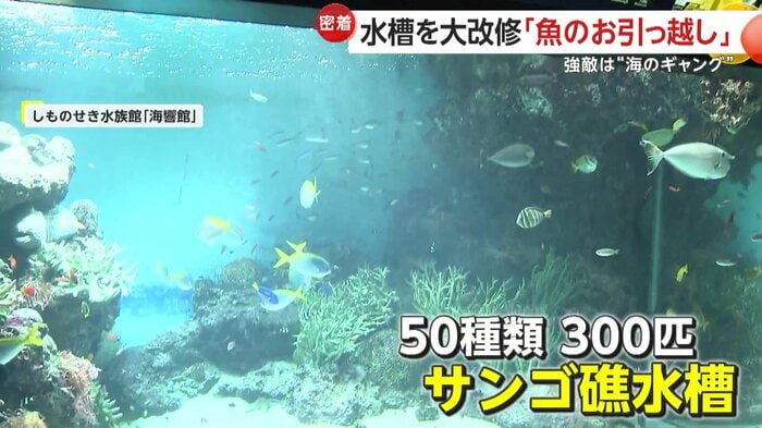 300匹もの魚が生息する「サンゴ礁水槽」