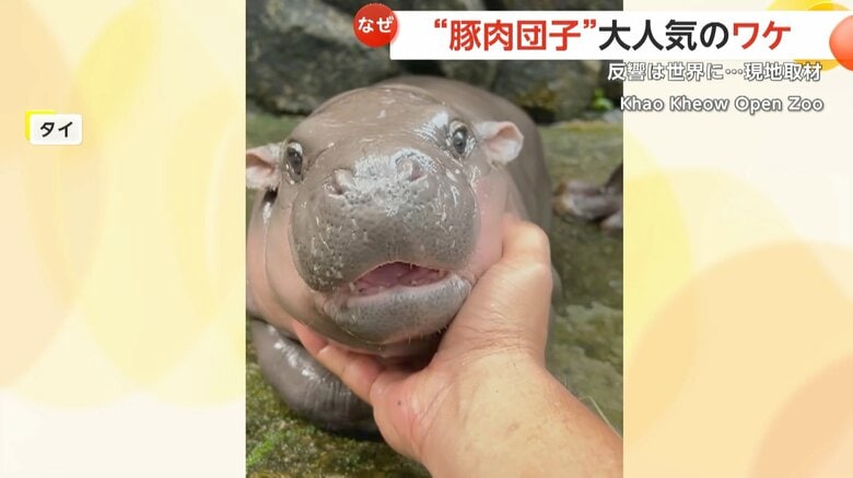 【フィーバー】豚肉団子を緊急取材！「もちもちぷるっぷる」赤ちゃんカバ「ムーデン」大人気でグッズ販売へ…園長「来園者2倍になった」｜FNNプライムオンライン