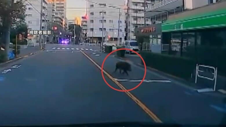 東京江戸川区にイノシシ?早朝の幹線道路で「イノシシが走っている」通報が相次ぐ…区は「近づかないで」注意呼びかけ|FNNプライムオンライン