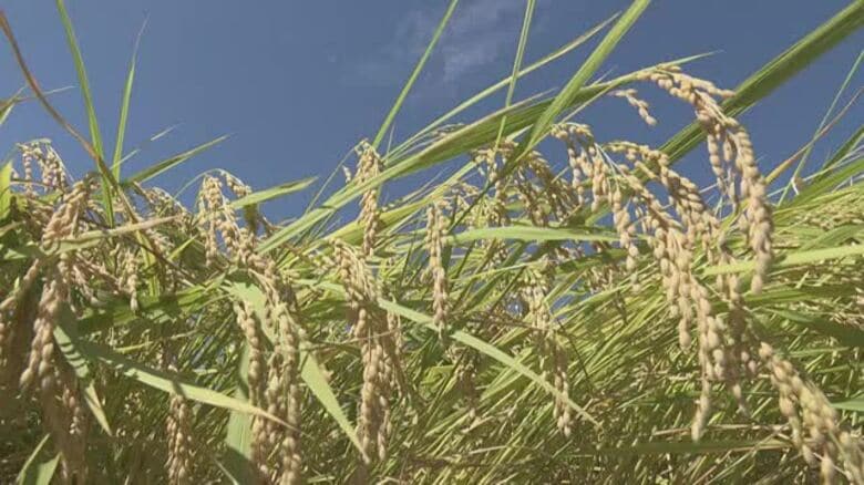愛媛産の今年の主食用の米の収穫予想は６．５万トン　好天で前年上回る　作付け面積変わらず【愛媛】｜FNNプライムオンライン