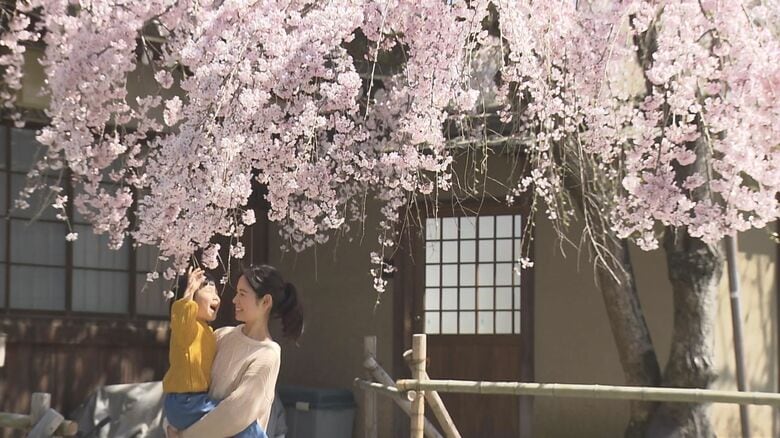 樹齢100年を超え、「奈良の一番桜」として親しまれる枝垂桜｜FNNプライムオンライン