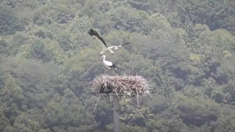 まんのう町生まれのコウノトリ…２羽巣立つもうち１羽は足にケガ、保護するもその後死ぬ【香川】｜FNNプライムオンライン