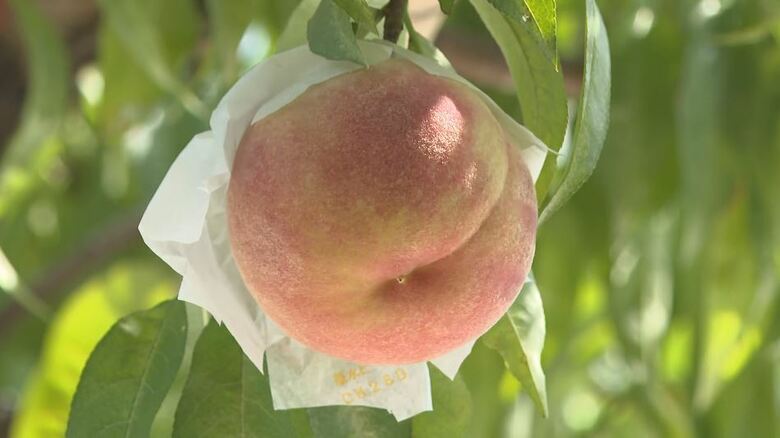 甘ーい旬の味「川中島白桃」出荷が本格化　県内のほか関東や関西、海外へ　長野県長野市｜FNNプライムオンライン