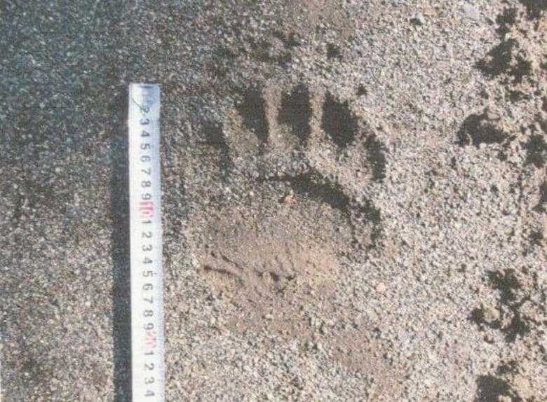 【ヒグマ速報】中学校のグラウンドにはっきりくっきり”クマの足跡”が複数個みつかる―下校時間を早める緊急措置も…ハンターや警察が出動し警戒中〈北海道芽室町〉｜FNNプライムオンライン
