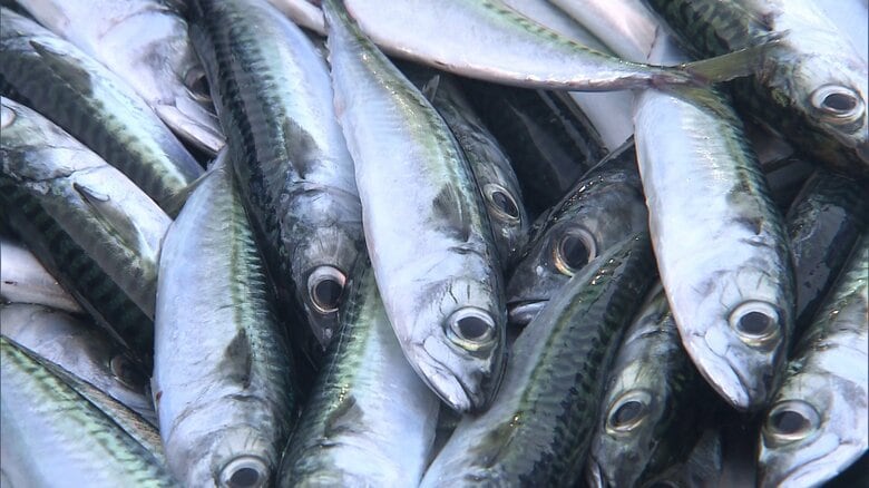 スルメイカが“高級”に…「イカのまち」から「サバのまち」に？ 10年前比サバ漁獲量なんと90倍【北海道発】｜FNNプライムオンライン