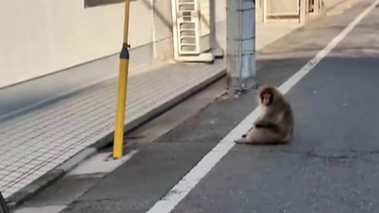 「左手がない猿がいた」と110番通報相次ぐ…東京・足立区と葛飾区で猿の目撃情報、昨日2日だけで両区に計25件以上｜FNNプライムオンライン