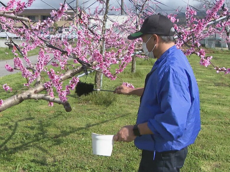 収穫は6月中旬頃から…愛知県豊田市の農園で桃の花の人工授粉作業 猿投地区を中心に年間約420トン出荷｜FNNプライムオンライン