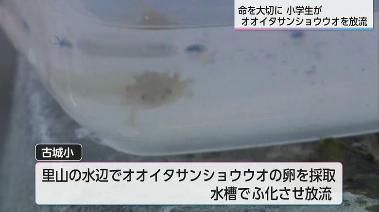 オオイタサンショウウオを卵から育てて放流「さんちゃんも１匹で育っていくから、僕もがんばる」宮崎市の小学生が命を学ぶ｜FNNプライムオンライン