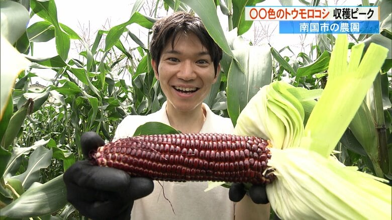 まるであずきのような“赤いトウモロコシ”が収穫ピーク　アントシアニン豊富で生でも食べられる【高知発】｜FNNプライムオンライン