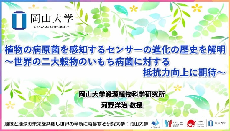 【岡山大学】植物の病原菌を感知するセンサーの進化の歴史を解明~世界の二大穀物のいもち病菌に対する抵抗力向上に期待