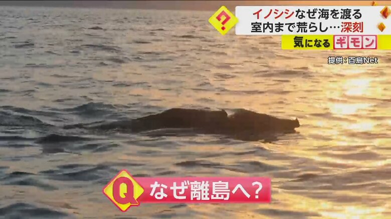 「場所取り合戦に負け…」イノシシが本州から海渡る　離島で繁殖し被害深刻　駆除のペース追いつかず　広島・尾道｜FNNプライムオンライン