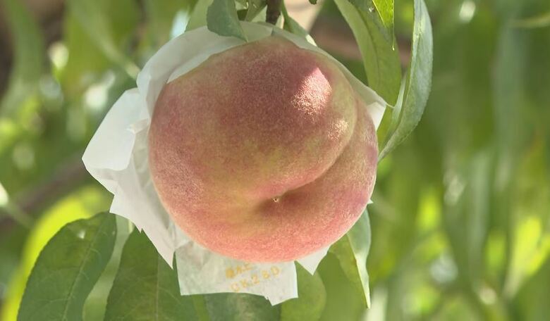 猛暑と少雨の夏で濃い味に「川中島白桃」の出荷最盛期　硬めの食感が人気　皮をむかずそのまま食べて！｜FNNプライムオンライン