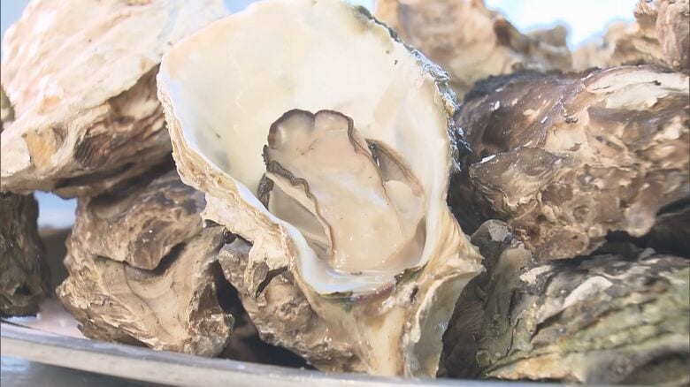 海水温の高さが原因か…養殖牡蠣の成長が遅く身も小さめ 水揚げしたうち7割ほどが死んでいた牡蠣小屋も｜FNNプライムオンライン