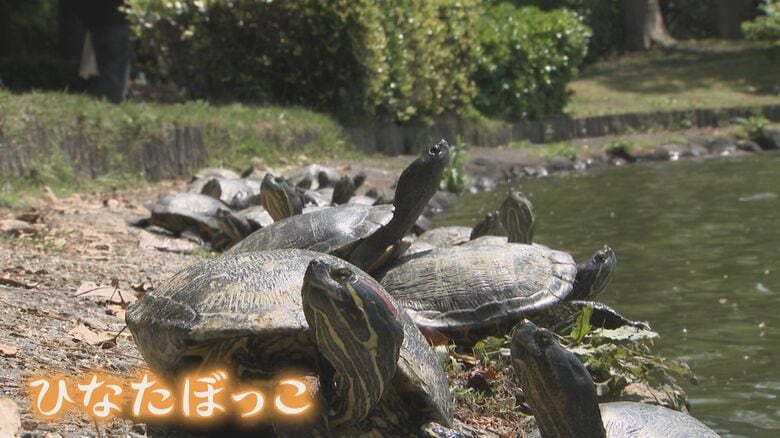 専門家「縁日ですくったカメ？」  福岡の"一等地"で大量のカメが甲羅干し 生態系に影響の可能性も【福岡発】｜FNNプライムオンライン
