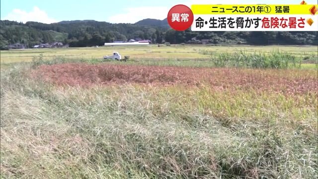 変色した田んぼ
