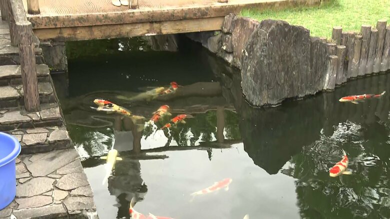 小千谷市の特産であるニシキゴイをご覧に　9月8日