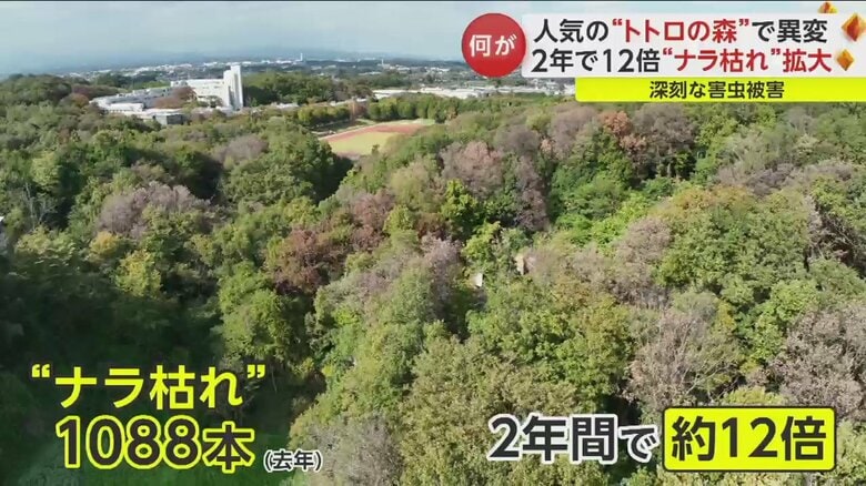 枯れた木は2年間で約12倍と、急増している