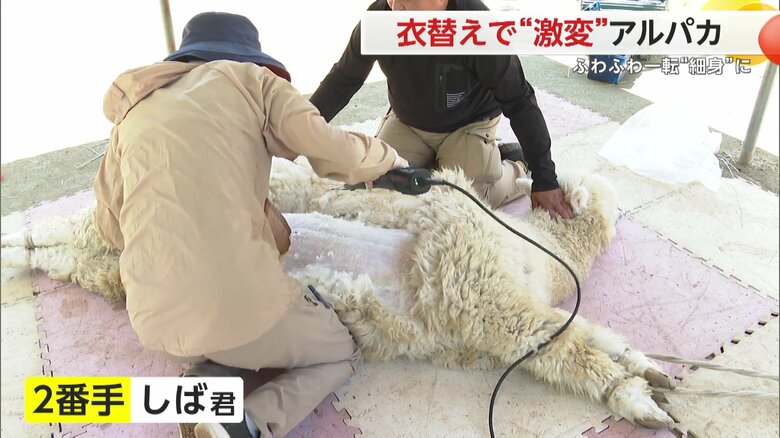 2番手は「しば君」