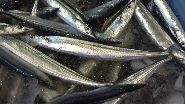 サンマ初水揚げ 今までで最も遅い<岩手・宮古市>