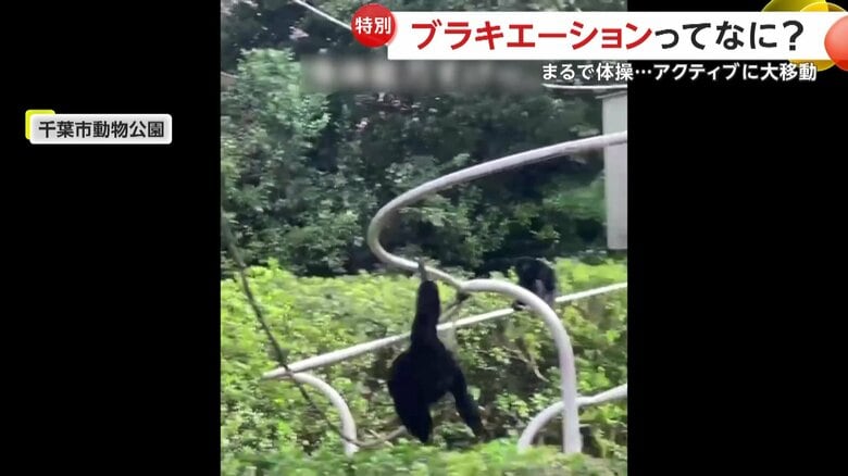 フクロテナガザルが体操選手並みのアクロバット移動をする姿（千葉市）