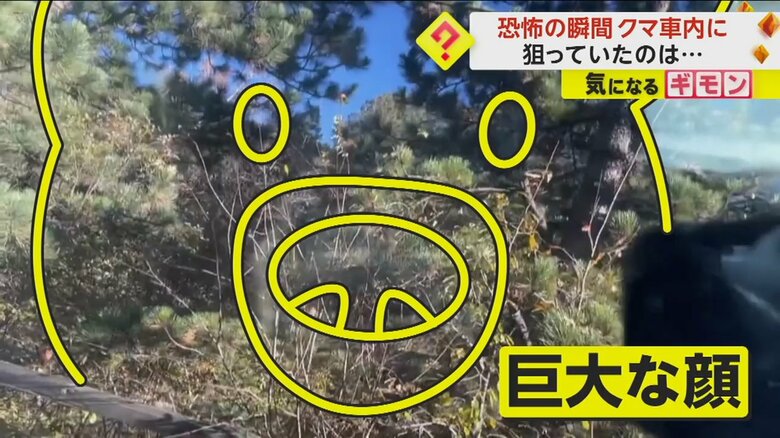 ガラス1枚越しでカメラを見る巨大なクマの顔
