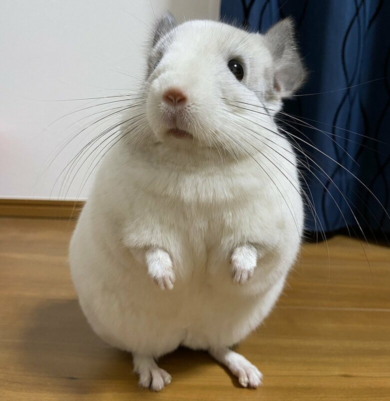 駆け下りていった白い毛玉の正体は、チンチラのしらこくん