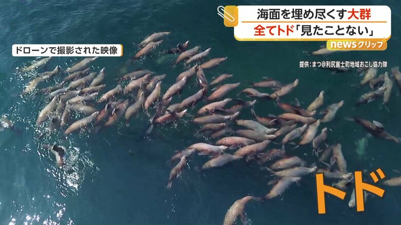 ぎゅうぎゅうと身を寄せ合うトド（3月26日、北海道・利尻富士町）