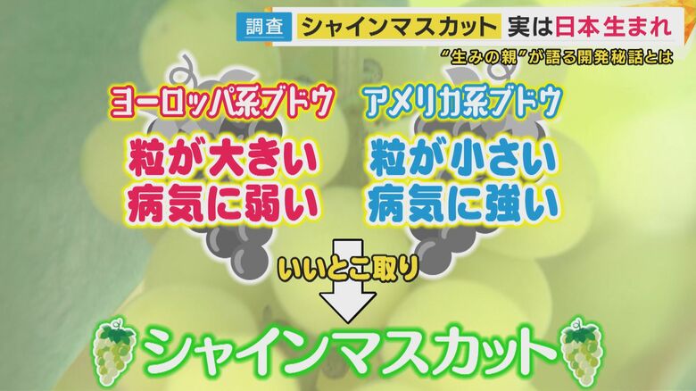 ヨーロッパ系のブドウとアメリカ系のブドウの“いいとこどり”をしたシャインマスカット