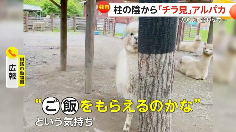 「ご飯をもらえるのかなという気持ち」で柱の影からチラ見していたエルシーちゃん