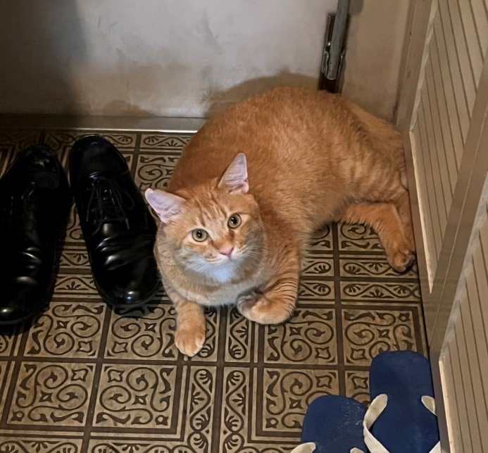 お出かけの気配を察知して待ち伏せするてんちゃん