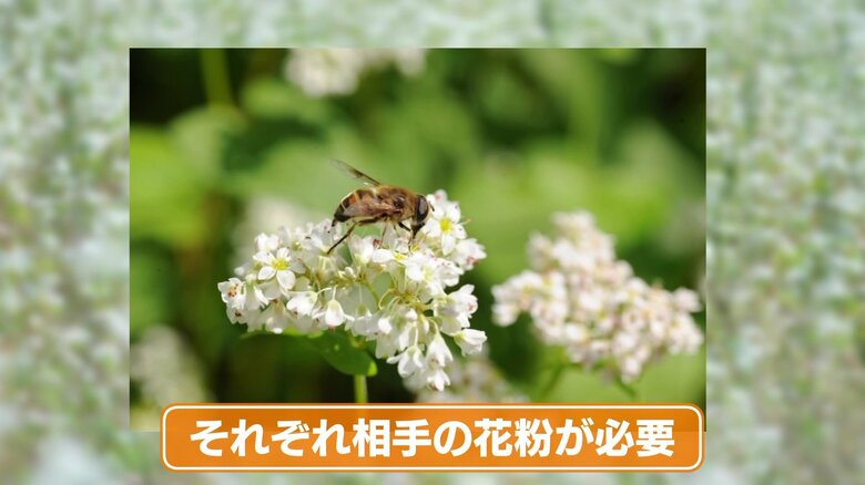 受粉を促すための強い香り