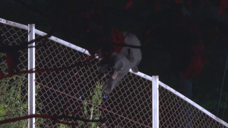 フェンスを乗り越えるクマ