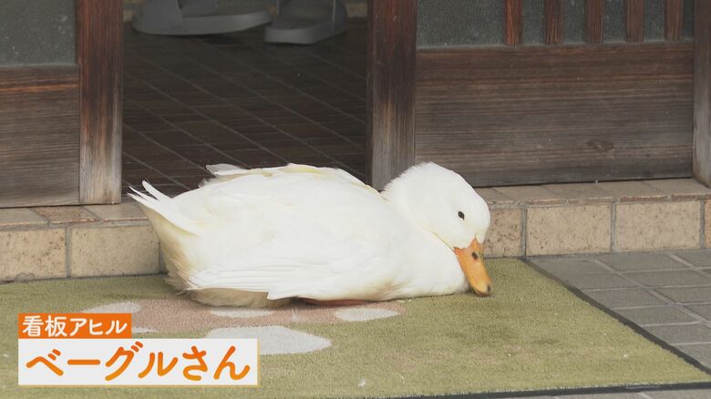 看板アヒルの「ベーグル」さん