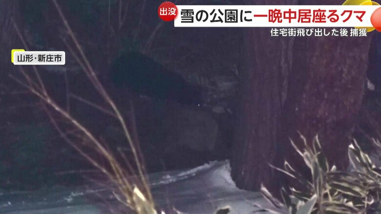 公園内を動き回るクマ