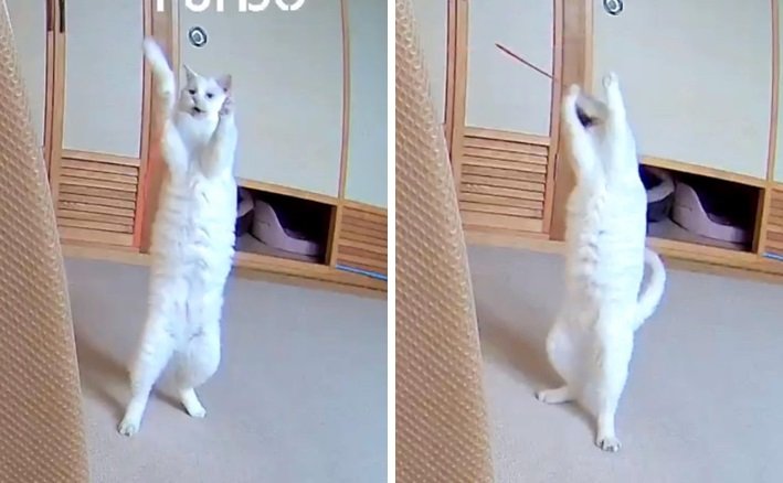 こちらは2022年にペットカメラがとらえたぷるちゃんの「アクティブ」な姿