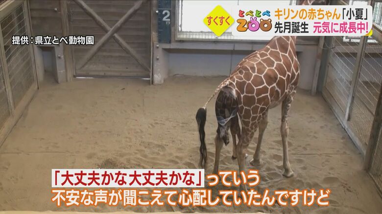 前足が出てからばらく進展がなかったが、無事誕生した